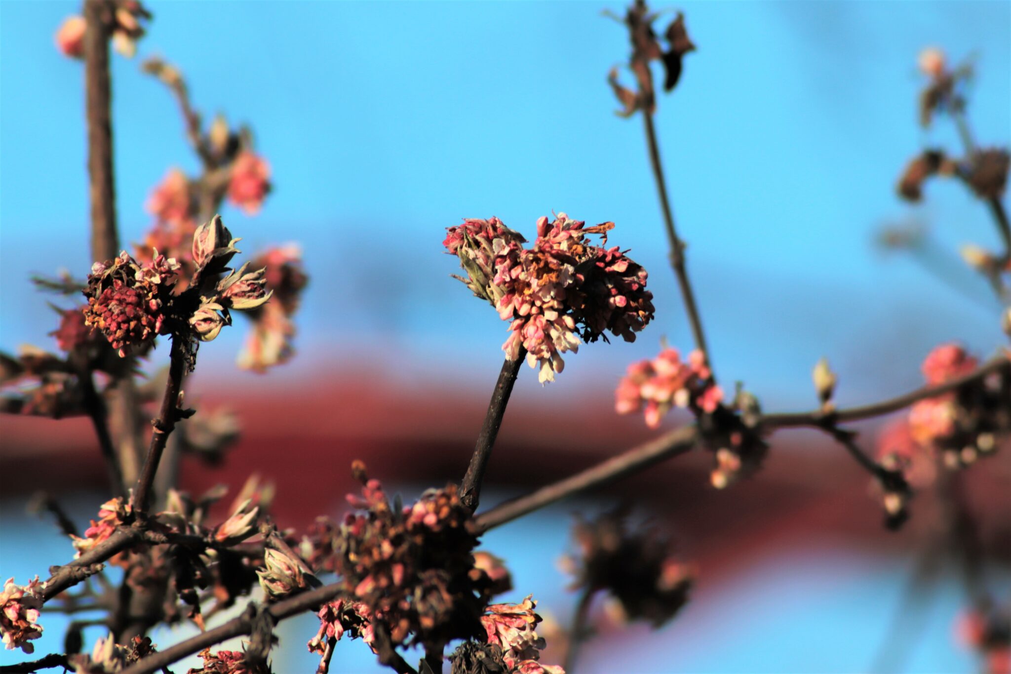 Tidligt 'forår' sender pollen på rekordkurs